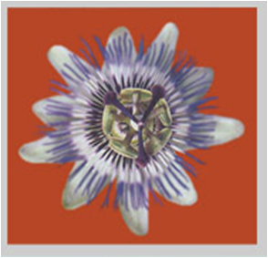 Passion Flower London Logo